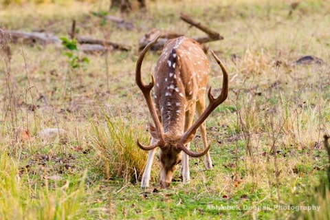Jungle Safari at Rajaji National Park